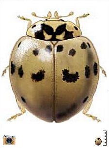 http://coccinellidae.cl/paginasWebTribus/Coccinellini/Chinitas/Olla_v_nigrum.jpg