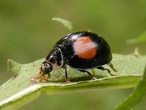 https://www.coccinellidae.cl/paginasWebChile/ImagenesOriginal/Fotos/OllavnigrumLoValdes4.jpg